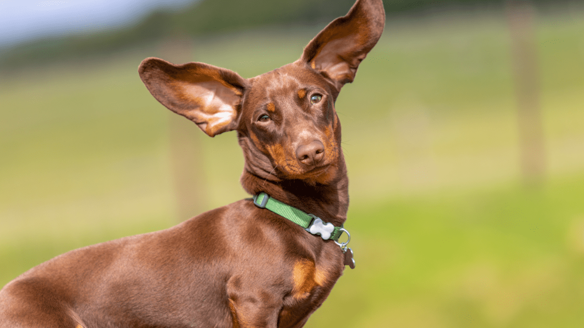 Dachshund hair best sale loss on ears