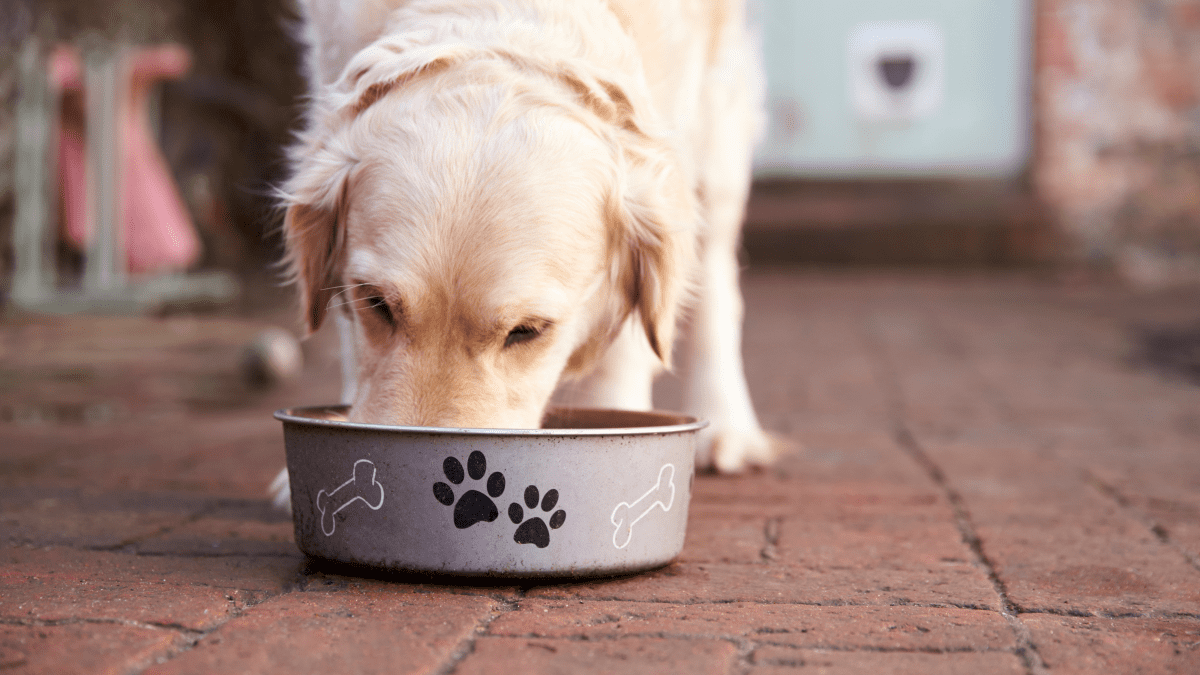 Homemade dog food with pasta sale