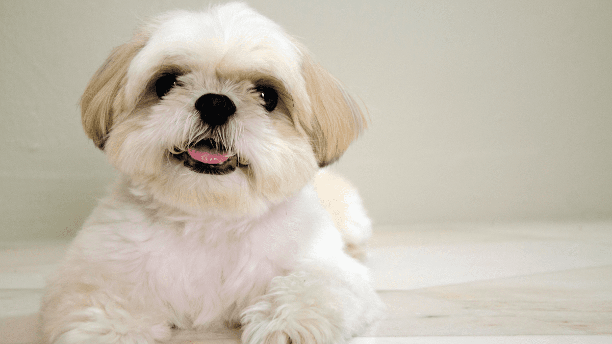 Lhasa best sale apso pregnancy