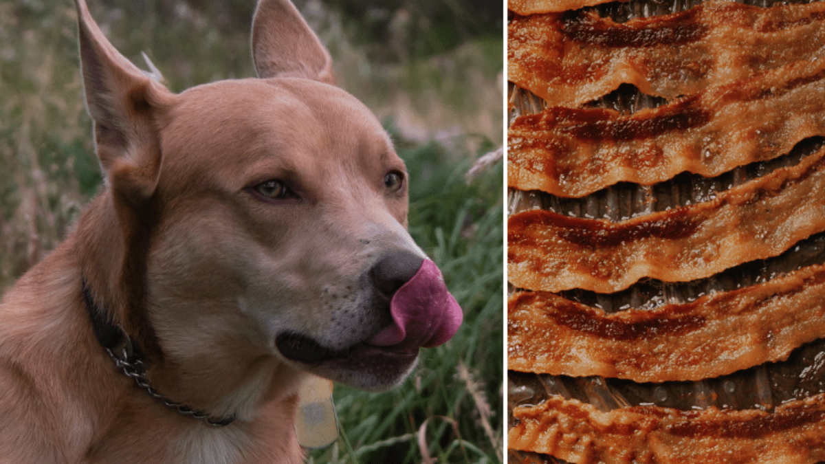 Can Dogs Eat Bacon The Truth About This Tasty Treat PetHelpful