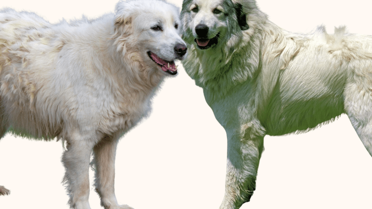 Great pyrenees 2024 temperament fearless