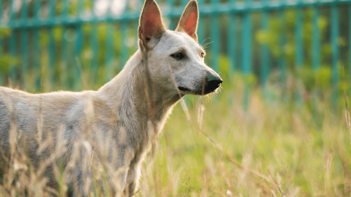 Best supplement for dog hair clearance loss