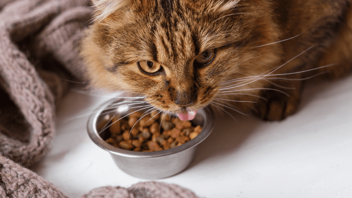 Will My Cat Get Sick If She Only Eats Dry Food PetHelpful