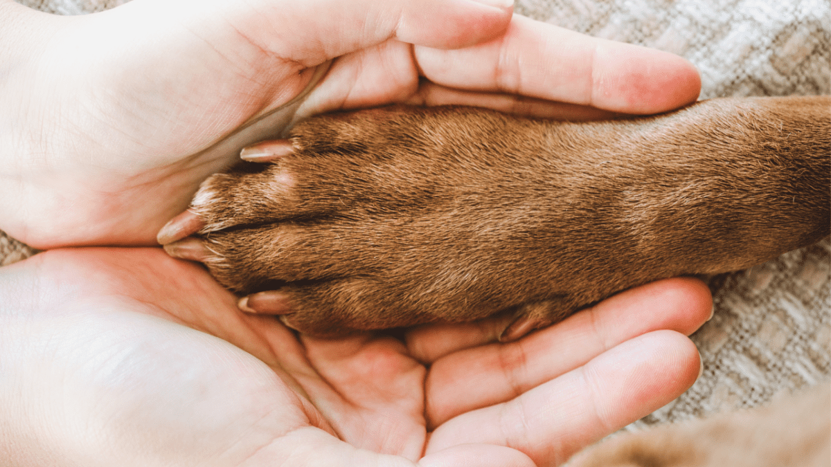 How to get gum out of dog sales paw