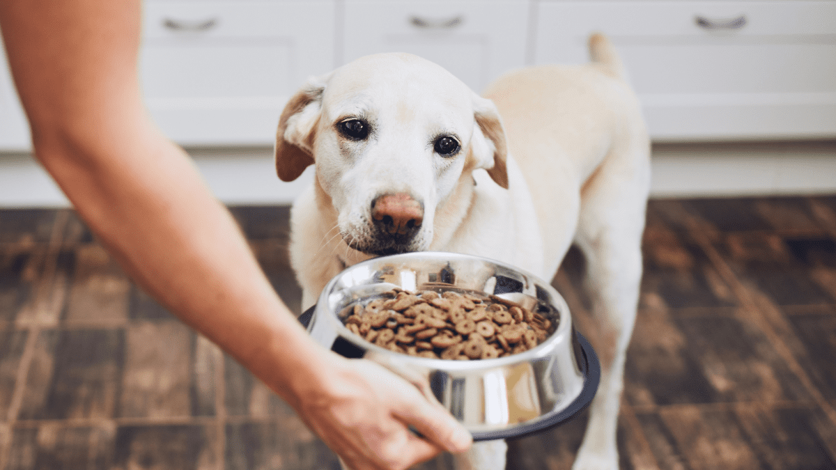 Why dog clearance food is bad