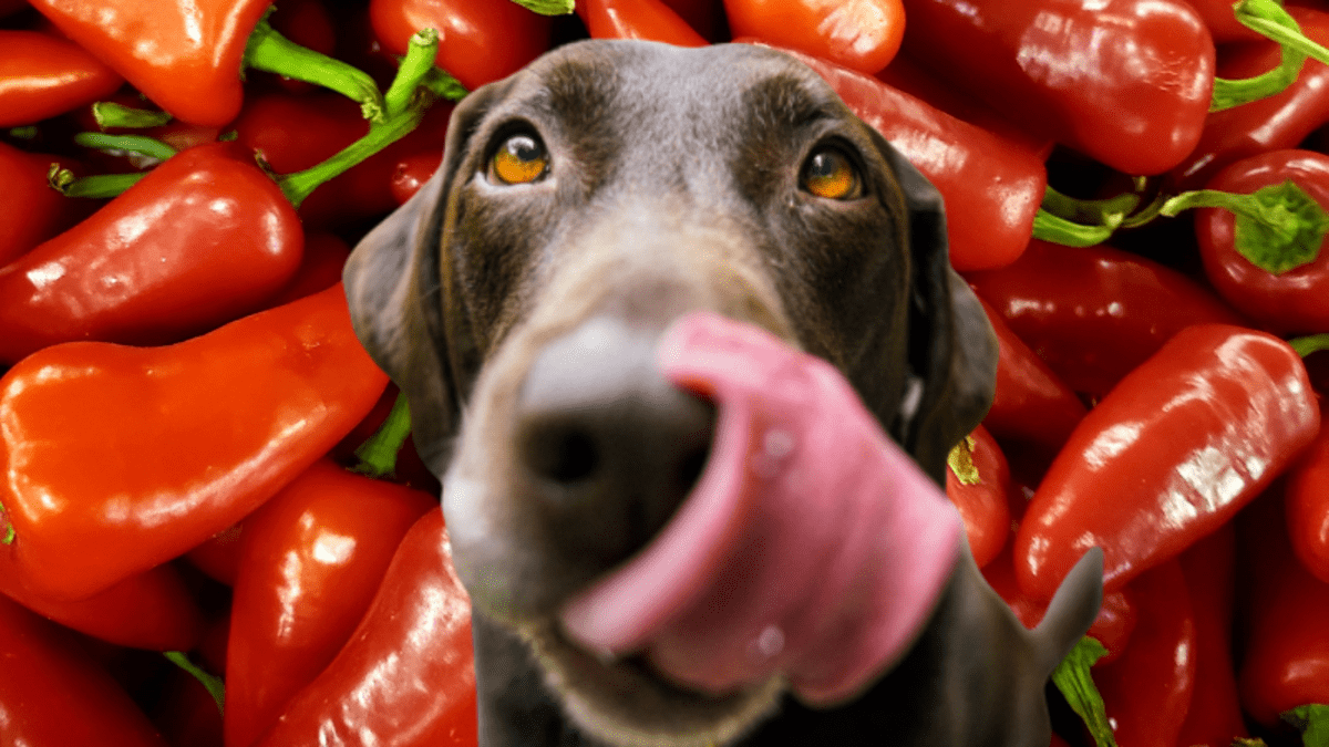 Can dogs eat store green bell peppers