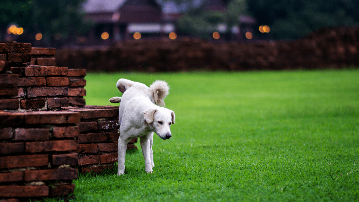 Potty training shop older dogs