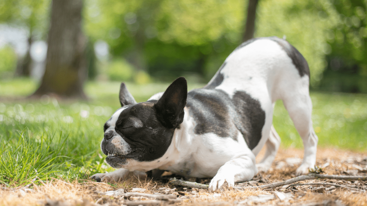 Bull deals french bulldog