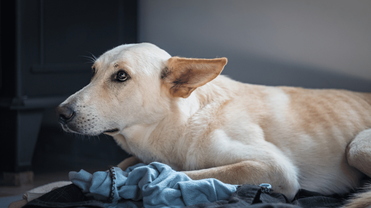 Ekt ear shop treatment for dogs