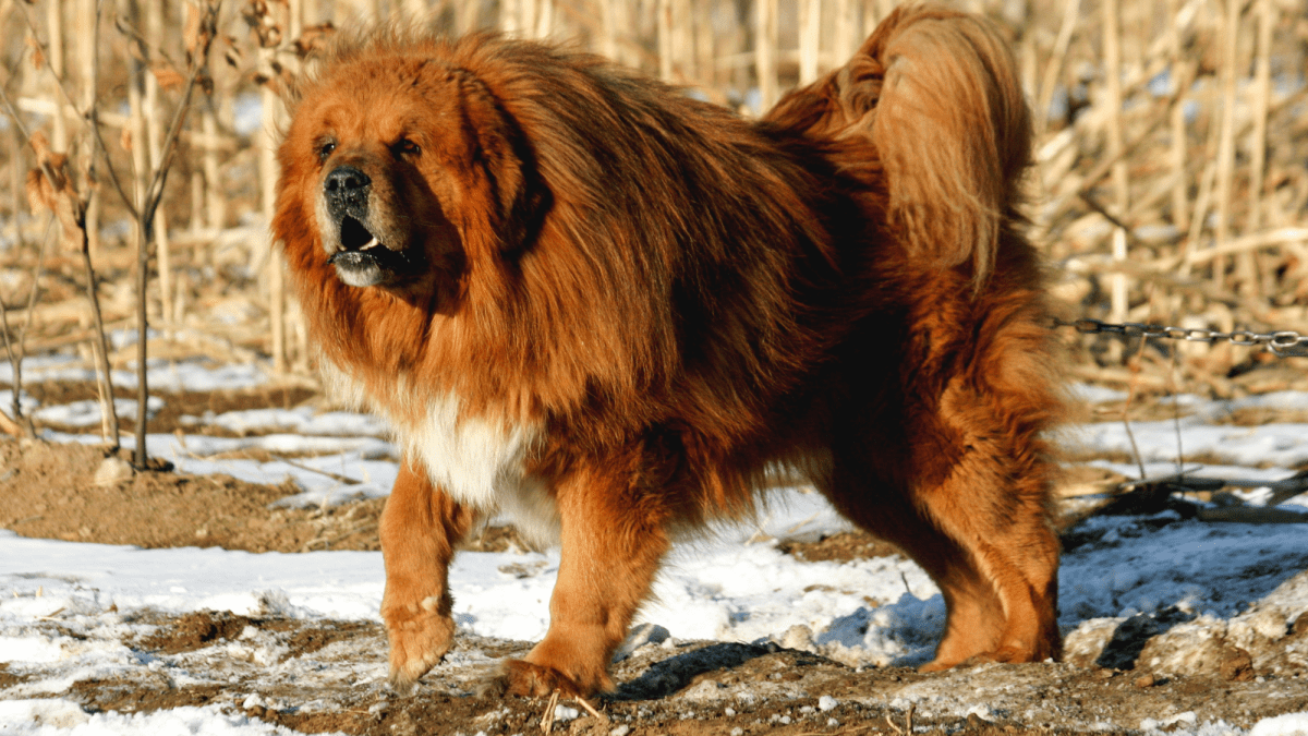 Bear fighting dog store breed