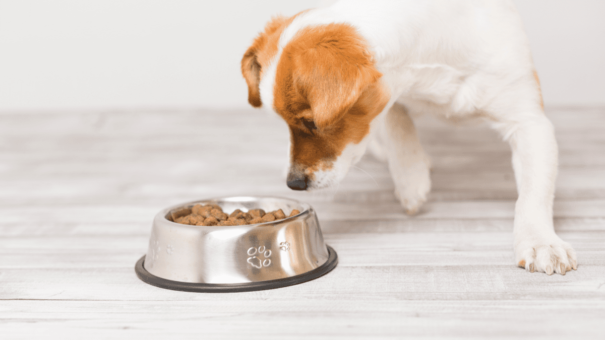 Do Processed Dog Foods Cause Cancer PetHelpful