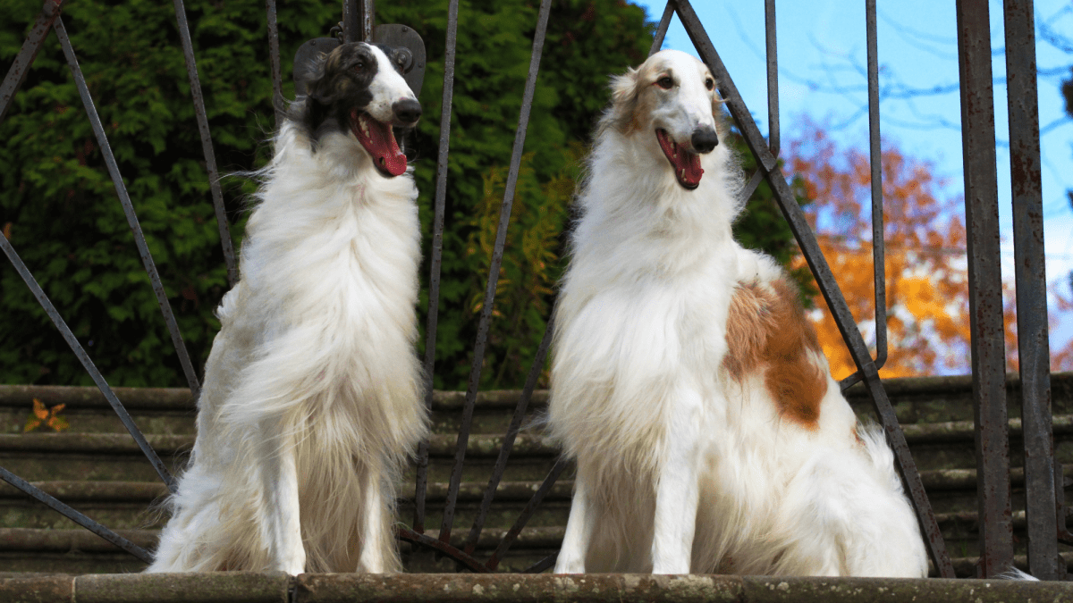 Russian store hounds borzoi