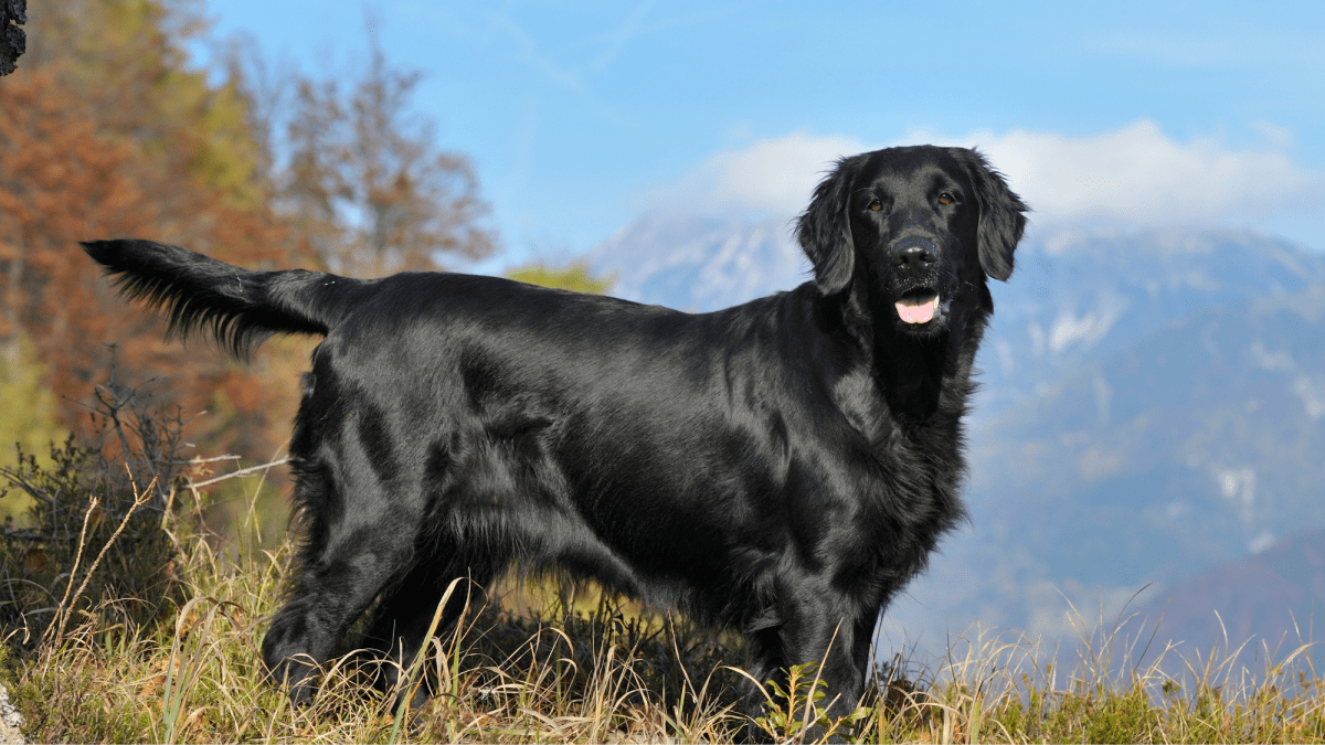 Flat coated clearance retriever mix