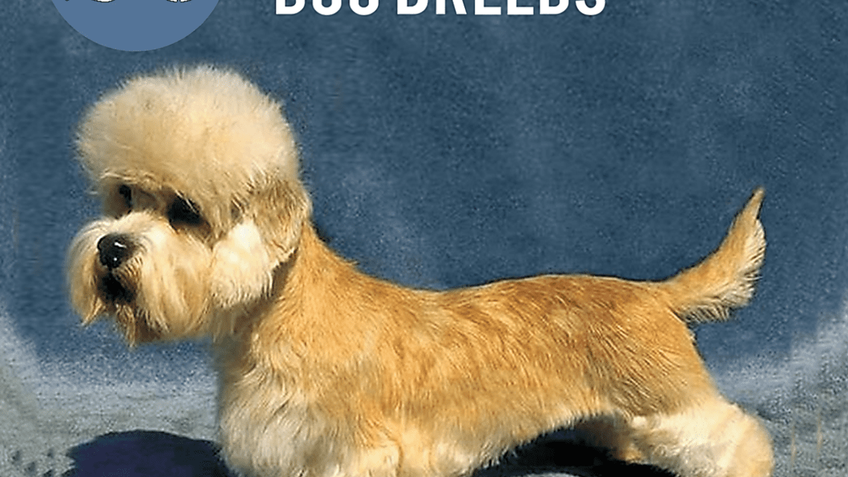 Rare small hot sale dog breeds