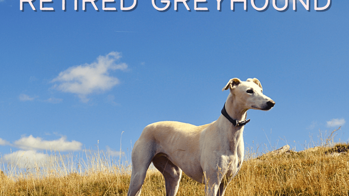 Greyhound store pet adoption