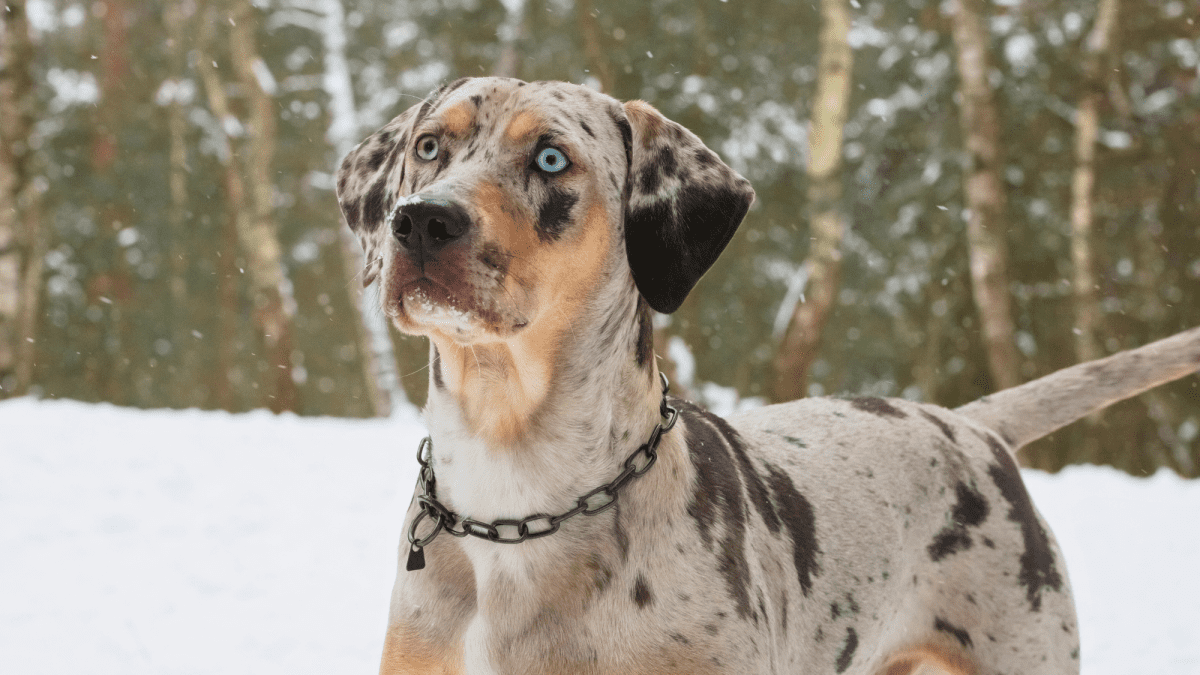 Red fashion catahoula dog