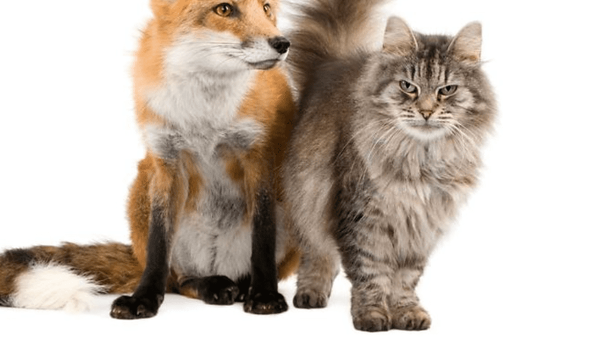 Domestic cat that looks like discount a fox