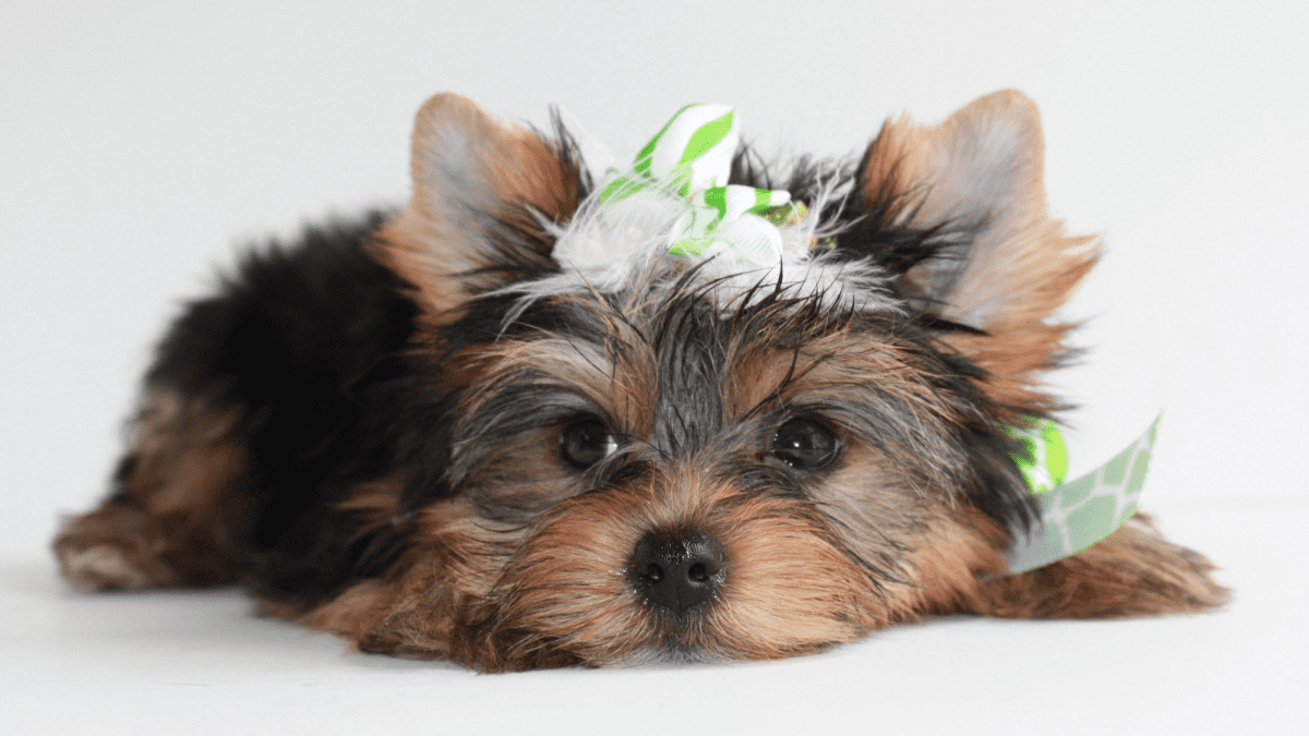 Training a yorkie puppy not store to bite