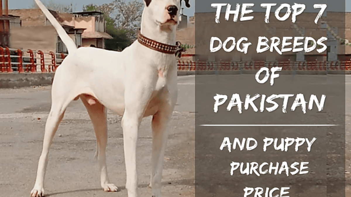 Pakistani store bully breed