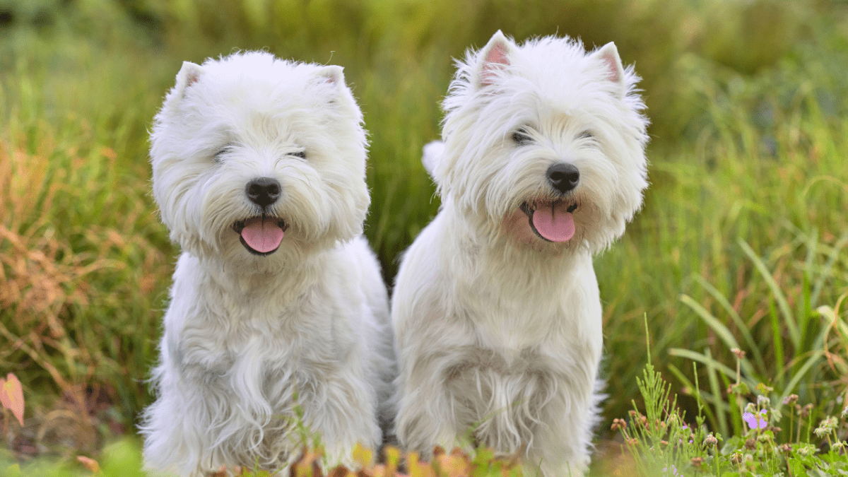 Highland westie best sale