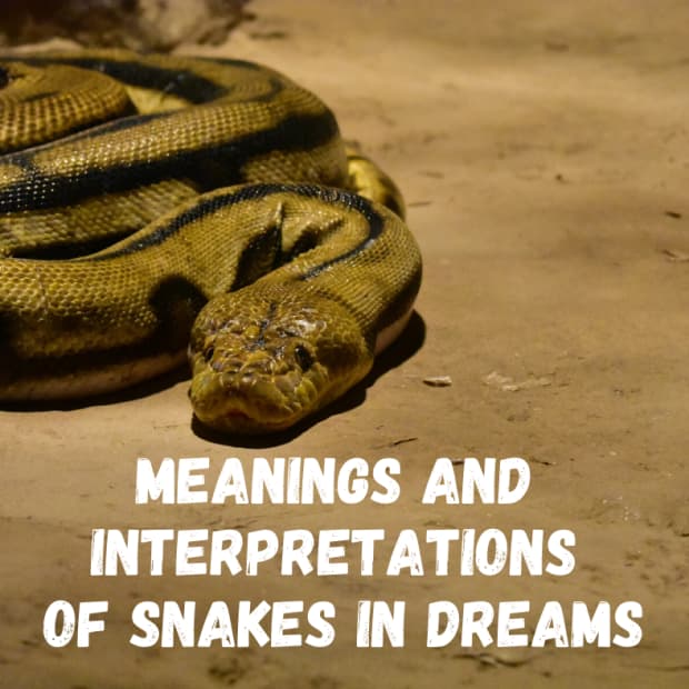 dreaming-of-snakes