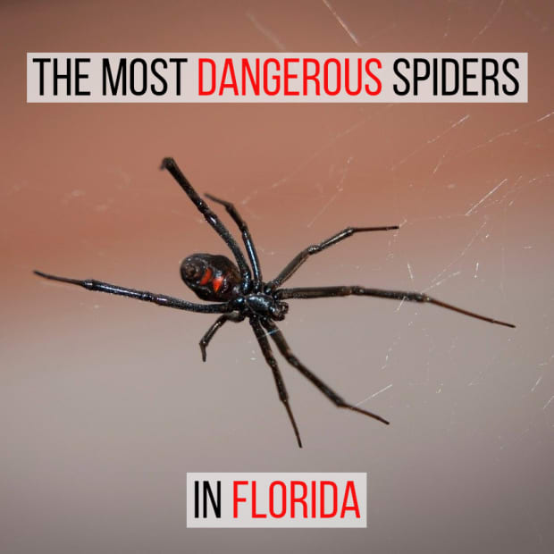 the-most-poisonous-spiders-in-florida