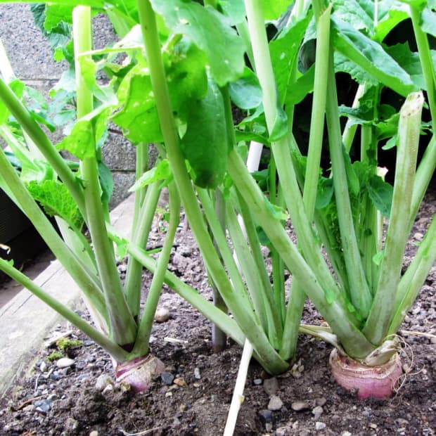 如何生长生长和收获式式式式式式式种子，植物植物植物生长的饲养罐