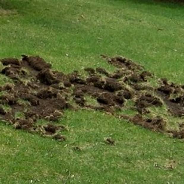 help-raccoons-are-destroying-my-lawn