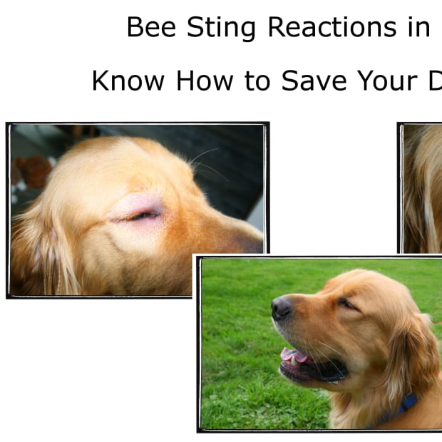 dog-allergies-bee-sting-reactions-and-treatment