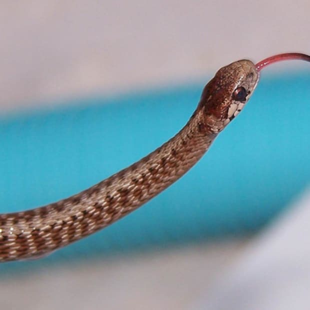 how-to-get-rid-of-a-snake-in-a-swimming-pool