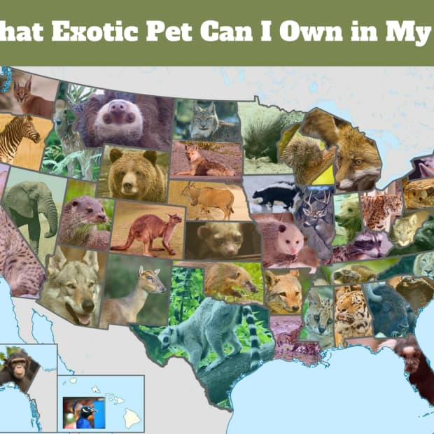 exotic-pet-legal-state