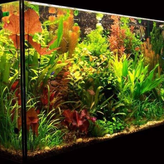 light-in-the-planted-aquarium