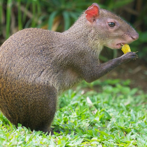rodents-of-south-america-the-agouti-and-the-paca
