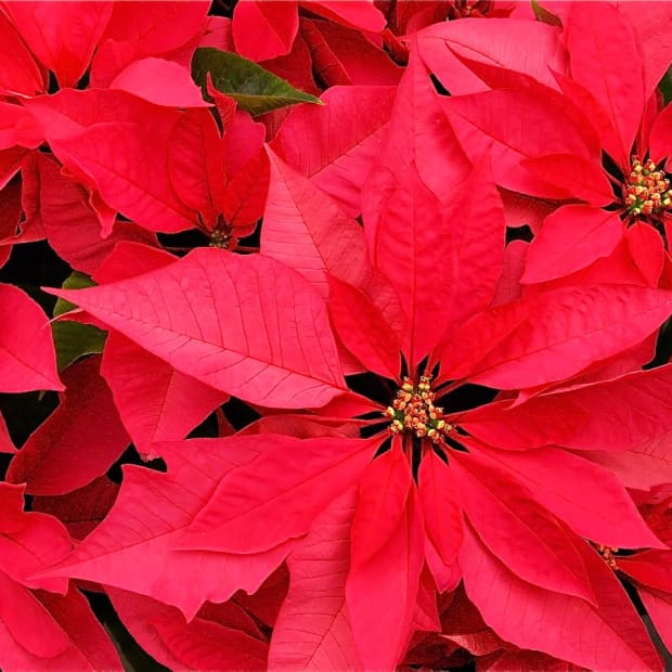 christmas-plants-safe-and-poisonous