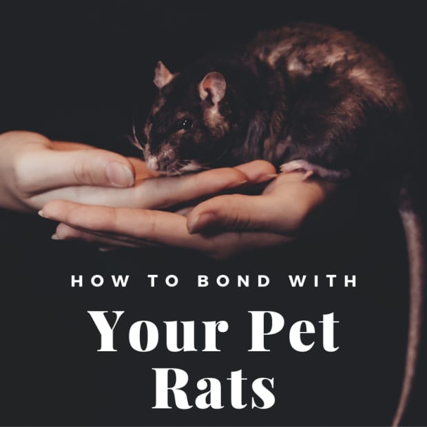 bonding-with-your-rats-a-beginners-guide