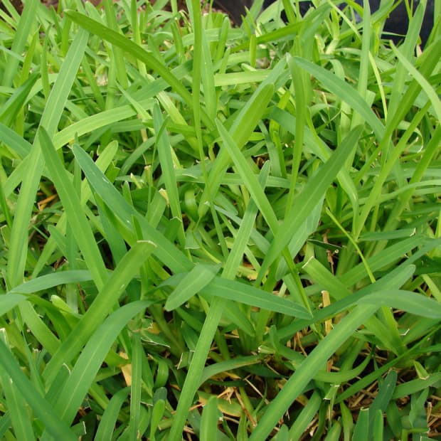 how-to-care-for-st-augustine-grass
