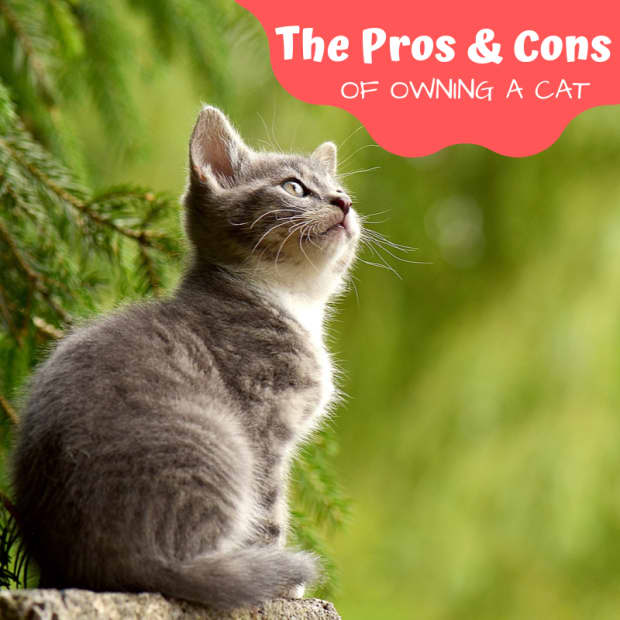 pros-and-cons-of-owning-a-cat