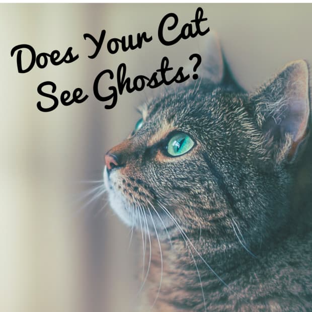 do-cats-see-ghosts-why-your-cat-can-see-spirits