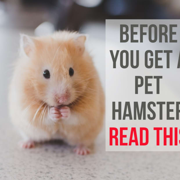 reasons-not-to-have-a-pet-hamster