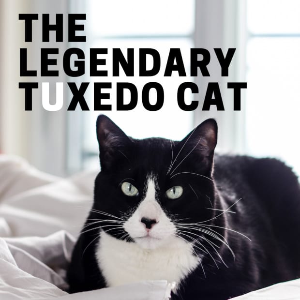 the-legend-of-the-tuxedo-bicolor-cat