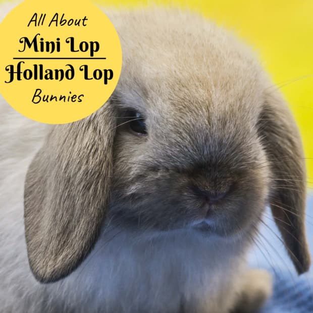 bunny-breed-guide-mini-lop-rabbits