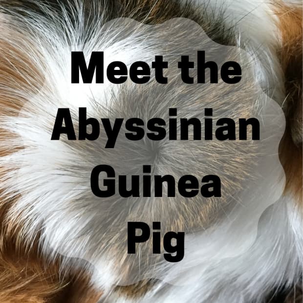all-about-abyssinian-guinea-pigs