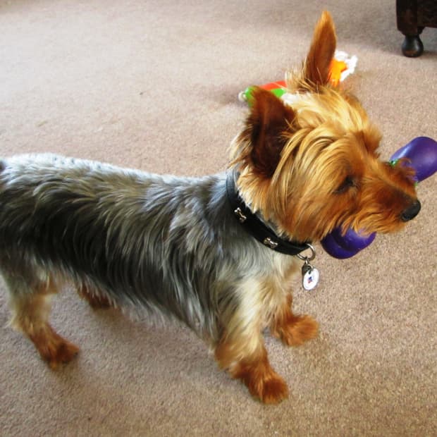 dog-toys-playtime-dogs-which-best-toy-intelligence-playing-with-your-puppy