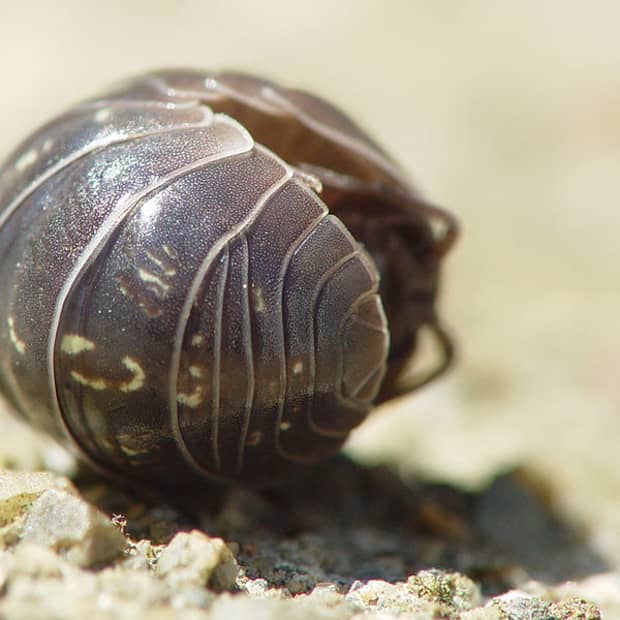 how-to-get-rid-of-woodlice-roly-pollies