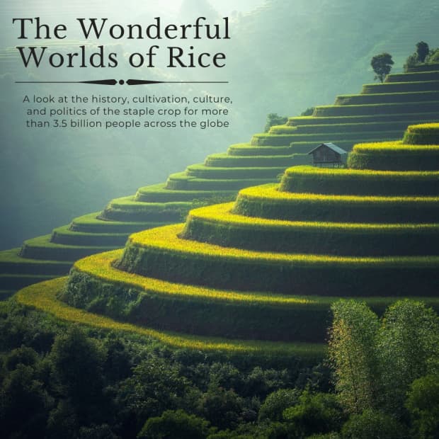 rice-the-staple-diet-of-half-the-world
