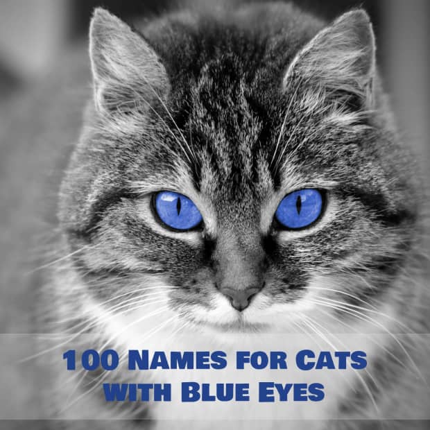 unique-names-for-cats-with-blue-eyes