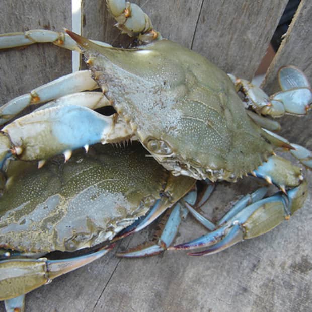 why-throw-back-blue-female-crabs