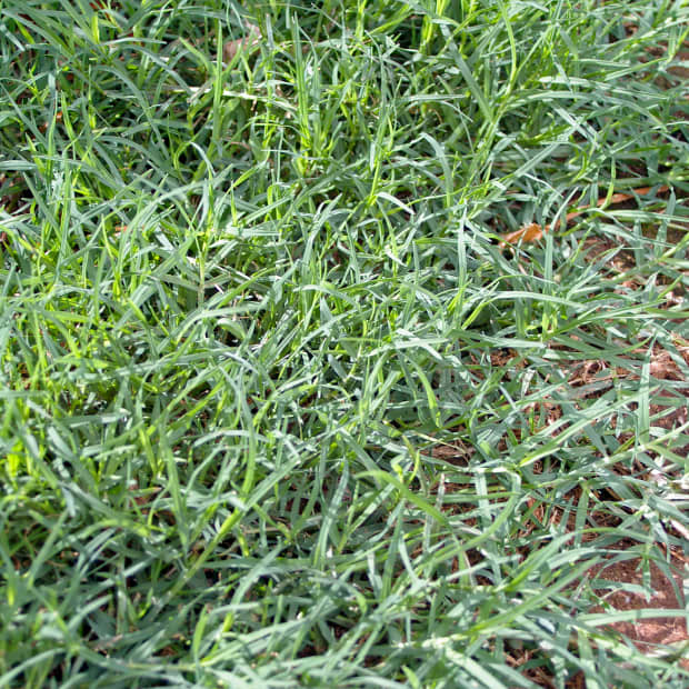 what-is-turf-grass-types-of-turf-grasses