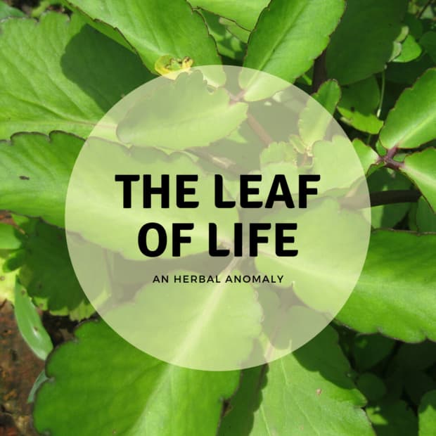 leaf of life