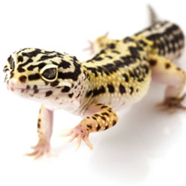 leopard-gecko-care-sheet-helpful-information